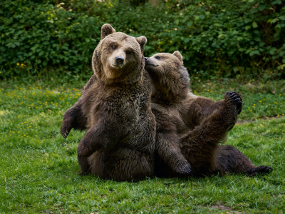 Brown bear - De Zonnegloed - Animal park - Animal refuge centre 